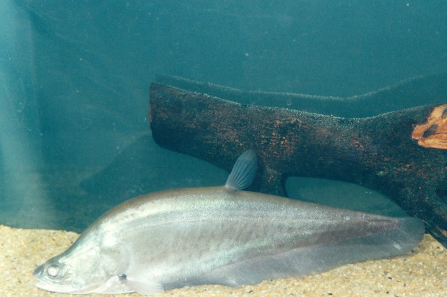 ปลาสะตือ