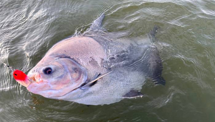 ‘ไจแอนท์ เกมส์แห่งศักดิ์ศรี’